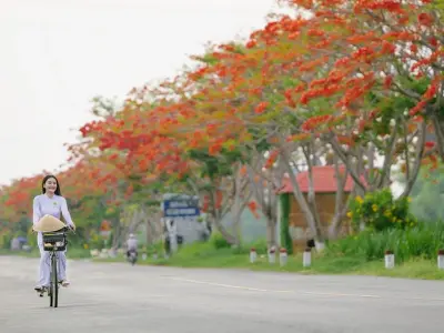 Tổng hợp 99+ hình nền hoa phượng đỏ rực rỡ ấn tượng nhất năm 2026