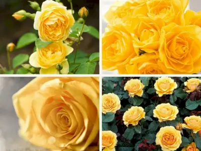 Tổng hợp background hoa hồng vàng siêu đẹp chất lượng cao