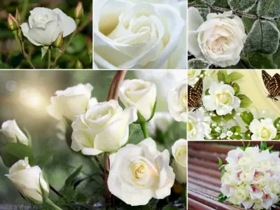 Tổng hợp bộ sưu tập background hoa hồng trắng tinh khôi chuẩn nét