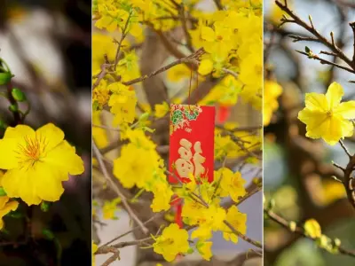 Tổng hợp bộ sưu tập background mai vàng rực rỡ đón Tết