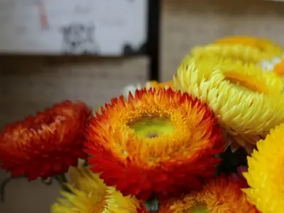 Tổng hợp bộ sưu tập hình nền hoa bất tử đẹp rực rỡ và sắc nét nhất