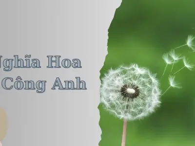 Tổng hợp bộ sưu tập hình nền hoa bồ công anh cho điện thoại