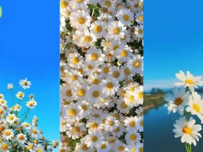 Tổng hợp bộ sưu tập hình nền hoa cúc dại sắc nét vạn người mê