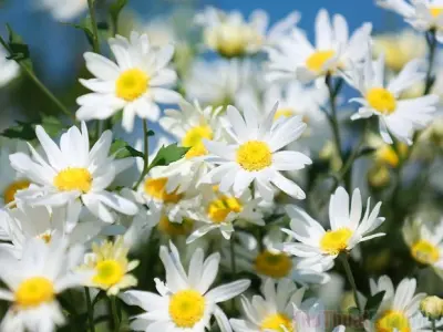 Tổng hợp bộ sưu tập hình nền hoa cúc hoạ mi đẹp ngất ngây