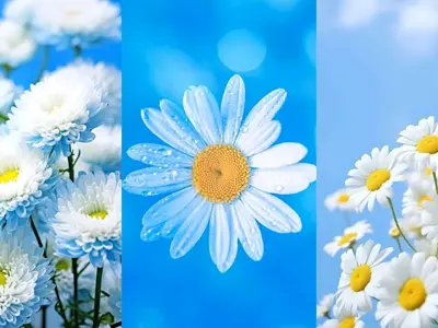 Tổng hợp bộ sưu tập hình nền hoa cúc tím đẹp mê hồn