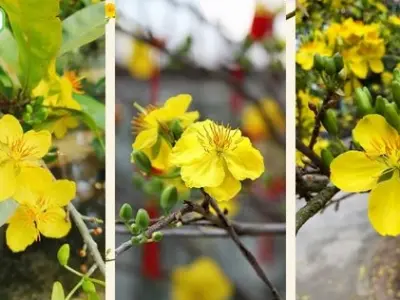 Tổng hợp bộ sưu tập hình nền hoa mai trắng tinh khôi tuyệt đẹp