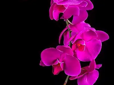 Tổng hợp bộ sưu tập hình nền hoa phong lan đẹp cực sắc nét