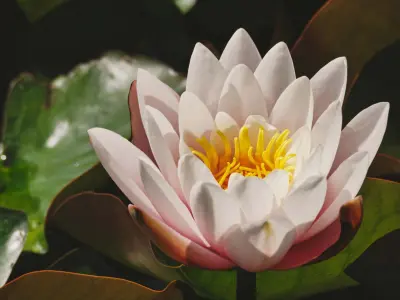 Tổng hợp bộ sưu tập hình nền hoa sen buồn đẹp tĩnh lặng