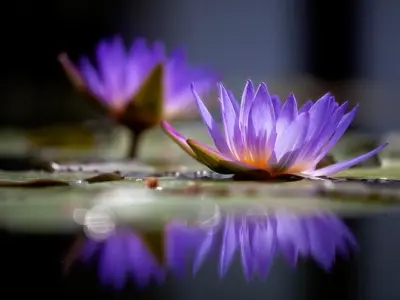 Tổng hợp bộ sưu tập hình nền hoa súng đẹp sắc nét nhất