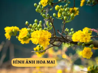 Tổng hợp bộ sưu tập hoa mai background sắc nét rực rỡ đón xuân