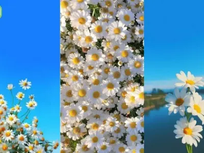 Tổng hợp hình nền bông cúc trắng đẹp siêu sắc nét