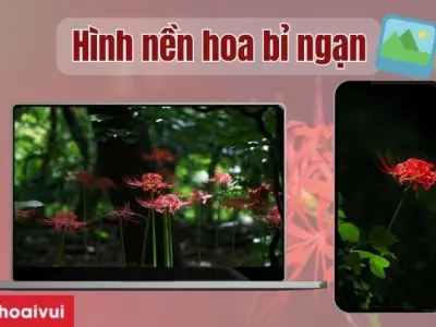 Tổng hợp hình nền hoa bi ngan sắc nét đẹp nhất cho điện thoại và máy tính