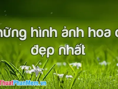 Tổng hợp hình nền hoa cỏ dại tuyệt đẹp cho điện thoại