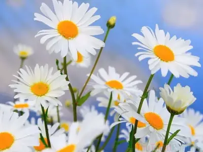 Tổng hợp hình nền hoa cúc vẽ cực đẹp ấn tượng