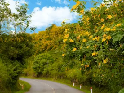 Tổng hợp hình nền hoa dã quỳ đẹp rực rỡ chuẩn sắc nét