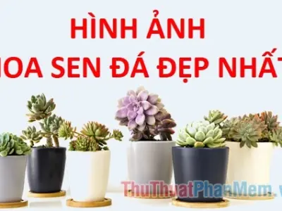 Tổng hợp hình nền hoa sen đá siêu đẹp cực sắc nét cho điện thoại máy tính