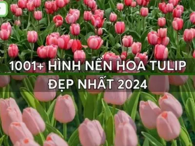 Tổng hợp hình nền hoa tulip trắng thanh khiết đẹp nhất cho điện thoại