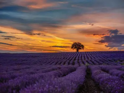 Top hình nền hoa lavender cho điện thoại sắc nét tuyệt đẹp