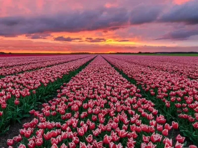 Tuyển chọn bộ sưu tập hình nền hoa tulip tím lãng mạn