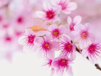 Tuyển tập background cây đào ngày Tết cực đẹp sắc nét