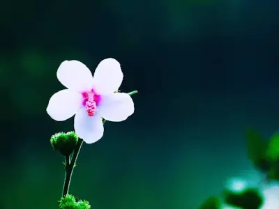 Tuyển tập hình nền hoa dại cho điện thoại đẹp ngất ngây