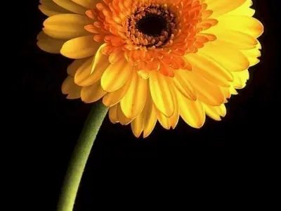 Tuyển tập hình nền hoa đồng tiền cho điện thoại siêu sắc nét