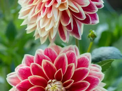 Tuyển tập hình nền hoa thược dược khoe sắc rực rỡ chuẩn nét