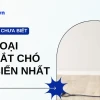 Bí quyết chọn mua dây dắt chó phù hợp nhất cho thú cưng năm 2026