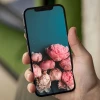 Hình Nền Hoa Mẫu Đơn Full HD Cho Máy Tính: Vẻ Đẹp Sang Trọng và Quyến Rũ