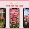 Khám phá Hình nền Hoa Tulip Vẽ: Vẻ đẹp Tinh tế Cho Mọi Thiết Bị