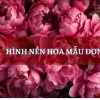 Khám Phá Thế Giới Hình Nền Hoa Nhí Đẹp Mắt Cho Năm 2026