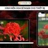 Khám phá thế giới huyền ảo: Hình nền hoa bỉ ngạn anime cho thiết bị của bạn