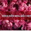 Khám phá Vẻ Đẹp Thanh Khiết: Hình Nền Hoa Mẫu Đơn Trắng Cho Không Gian Thêm Tinh Tế