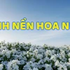 Khám phá Vẻ Đẹp Tinh Tế: 673+ Hình Nền Hoa Nhài Dịu Dàng Cho Mọi Thiết Bị