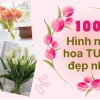 Khám phá vẻ đẹp tinh tế của hình nền hoa tulip xanh