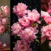 Khám phá vẻ đẹp tinh tế với hình nền hoa mẫu đơn và hoa peony