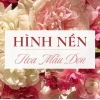 Khám phá vẻ đẹp và ý nghĩa sâu sắc của hoa mẫu đơn làm hình nền