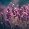 Mãn nhãn với hình nền hoa oải hương đẹp mê ly cho mọi thiết bị