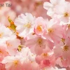 Ngắm nhìn vẻ đẹp tinh khôi của hình nền ảnh hoa đào đẹp