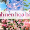 Tuyển chọn 15+ hình nền hoa hồng máy tính đẹp nhất 2026