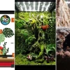 Comprehensive guide to setting up a bioactive terrarium for amphibians