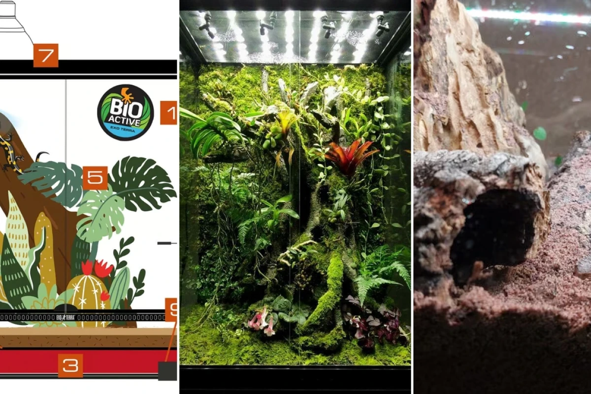 Comprehensive guide to setting up a bioactive terrarium for amphibians