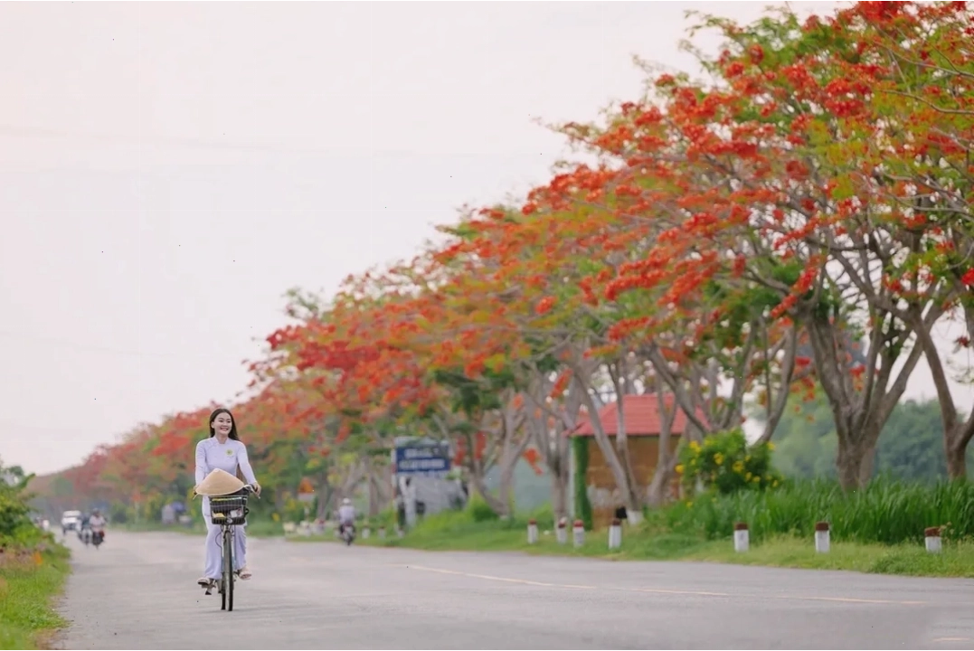 Ảnh hoa phượng đỏ rực rỡ trên nền trời xanh