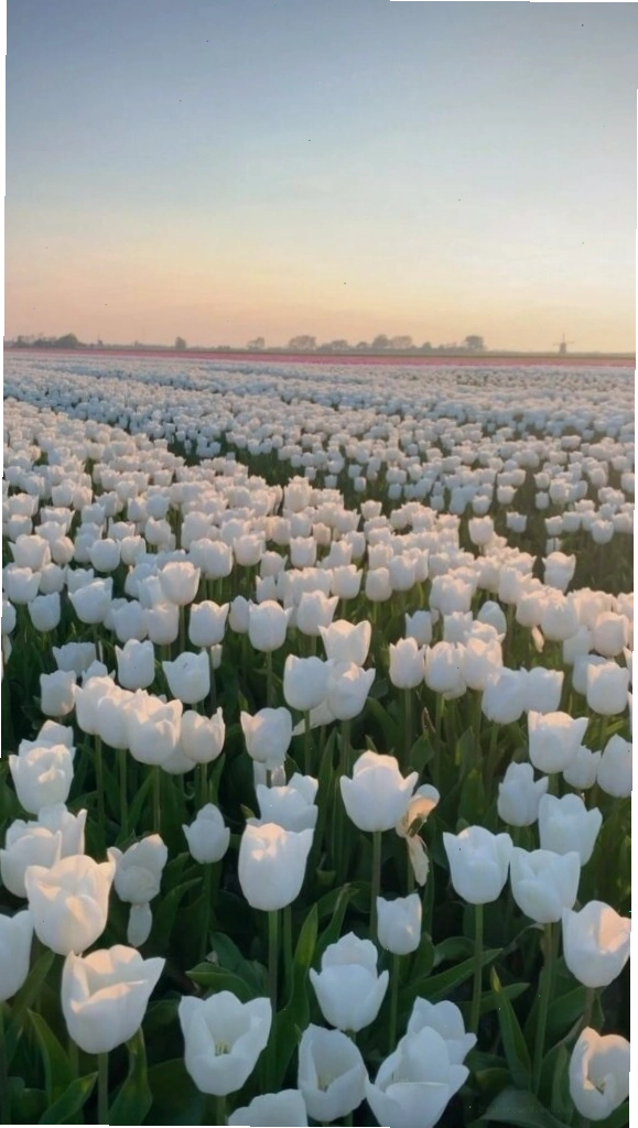Ảnh hoa tulip tím đẹp với phong cách cute