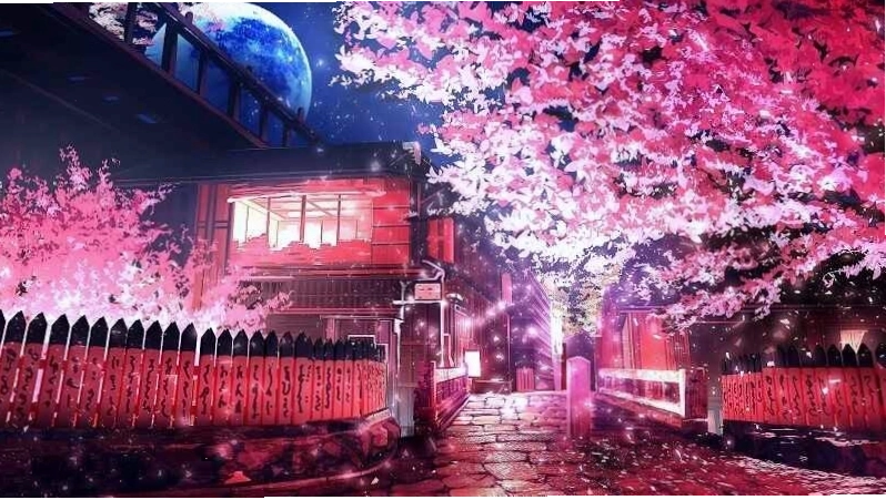 Anime ngắm nhìn hoa anh đào từ xa