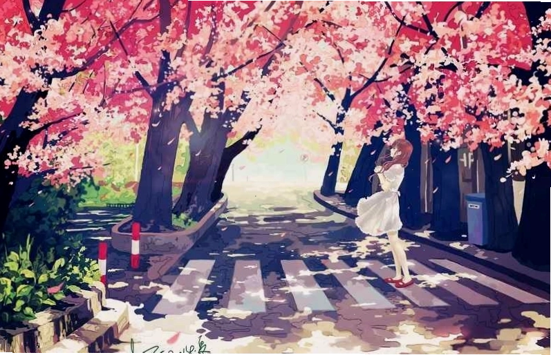 Anime trong công viên ngập tràn hoa anh đào