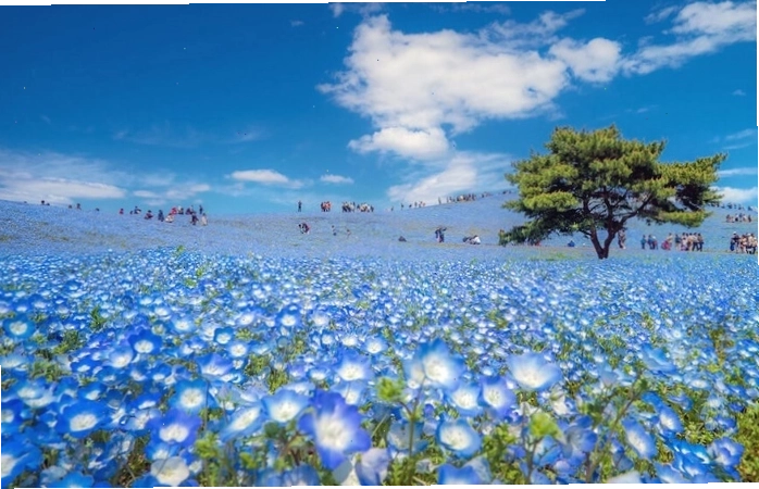 Biển hoa Nemophila xanh mướt tại Hitachi Seaside Park, Nhật Bản