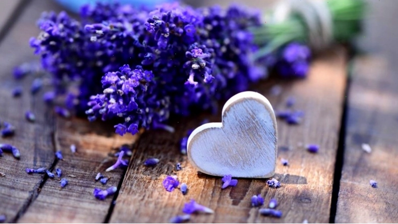 Bó hoa oải hương tươi tắn, biểu tượng của sự chung thủy