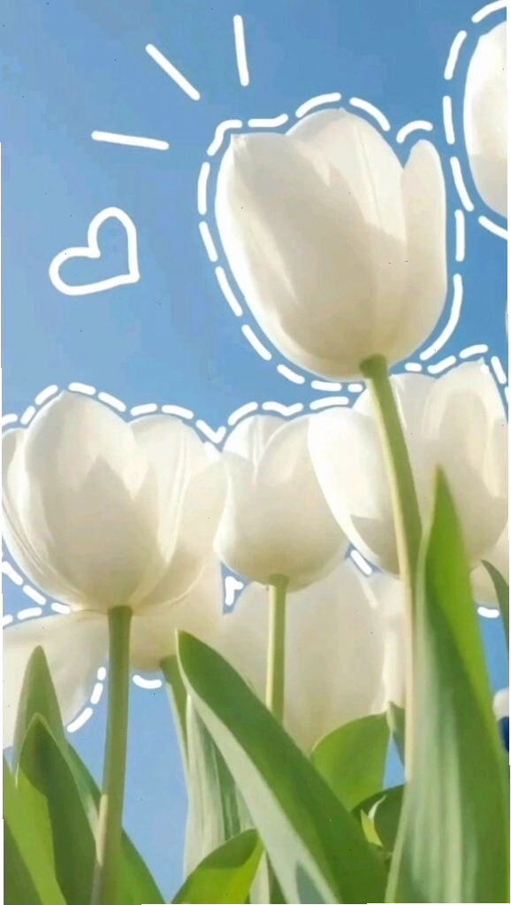 Bó hoa tulip trắng hồng rực rỡ, biểu tượng cho tình yêu và sự lãng mạn