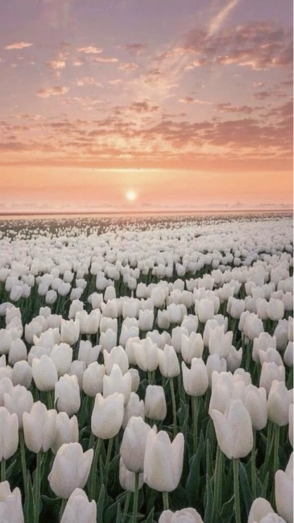 Bó hoa tulip xanh lá cây được sắp xếp tinh tế